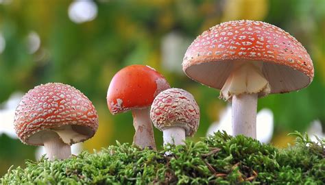 how are fungi similar to plants